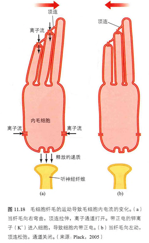 毛细胞