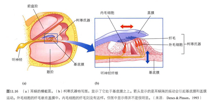 柯蒂氏器