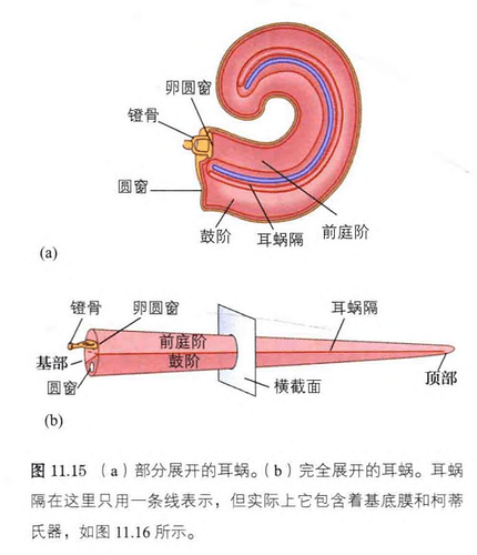 耳蜗
