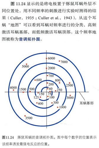 豚鼠耳蜗