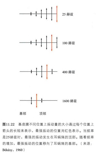 基底膜