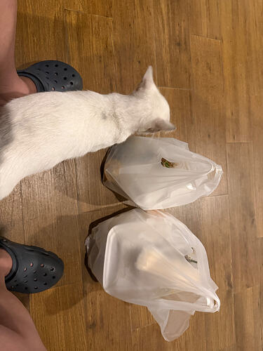 IMG0681