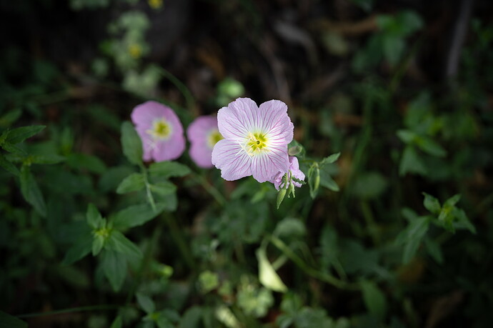 20260517-DSC00906