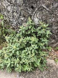 IMG_20260605_104300