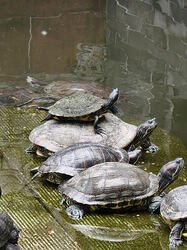 turtle