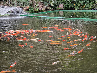 fish