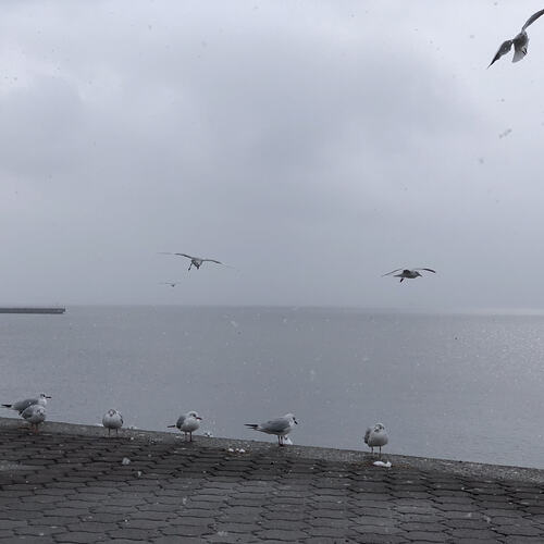 鸟