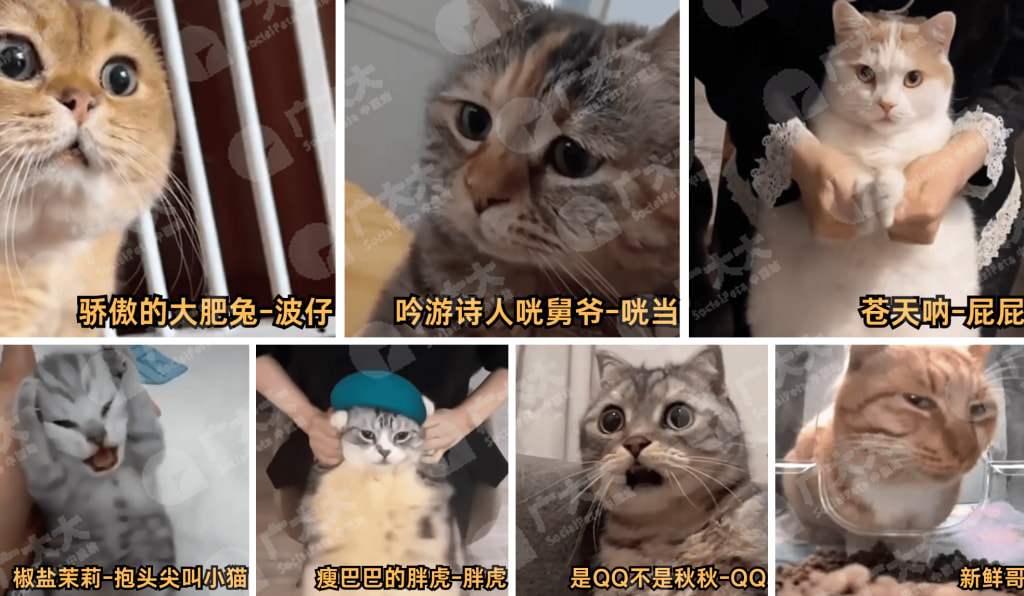 [Daily radio 36] Codex降智自愈、去AI味开源 - 搞七捻三 - LINUX DO