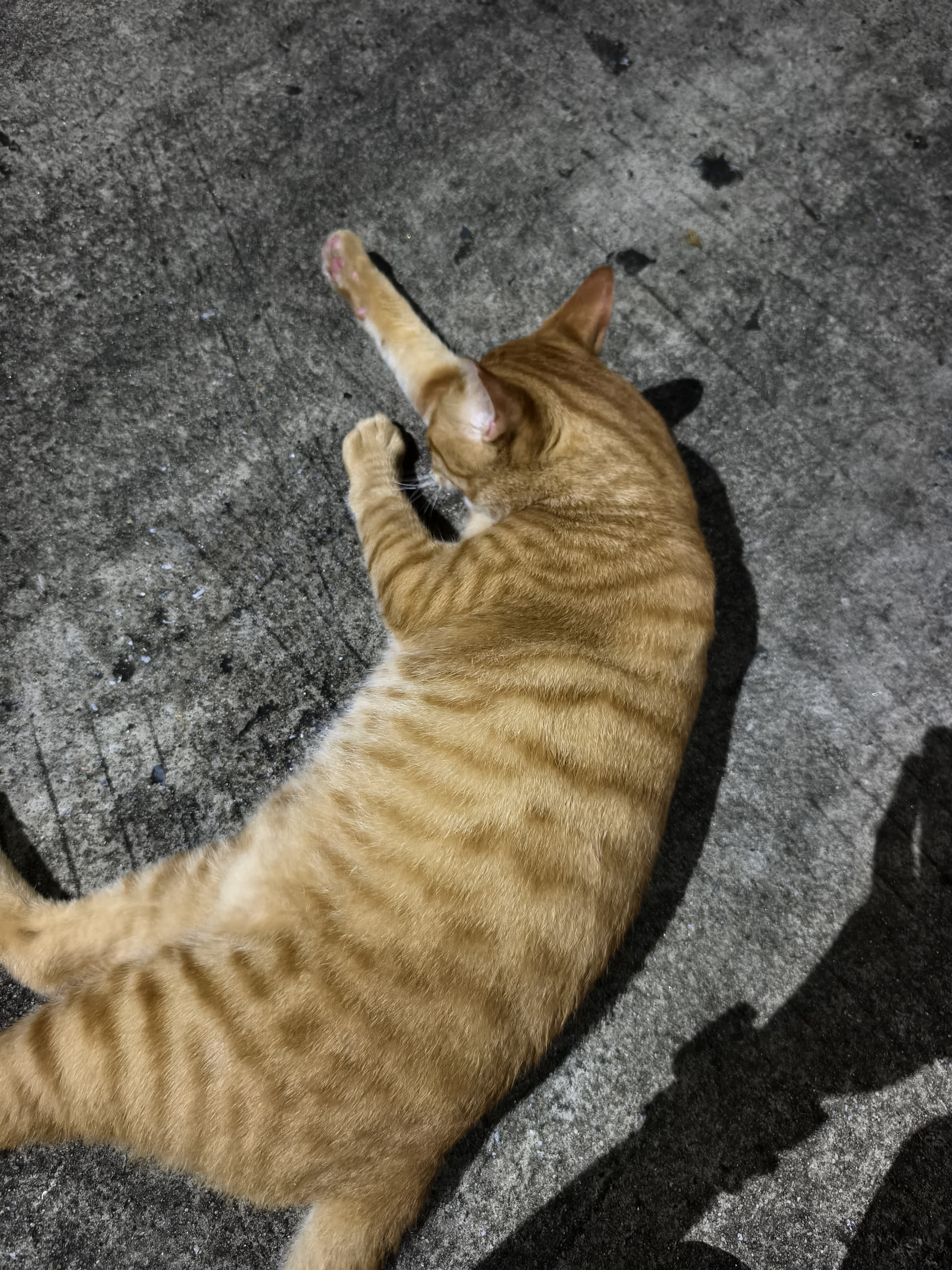 猫猫，猫猫，猫猫！ - 搞七捻三 - LINUX DO