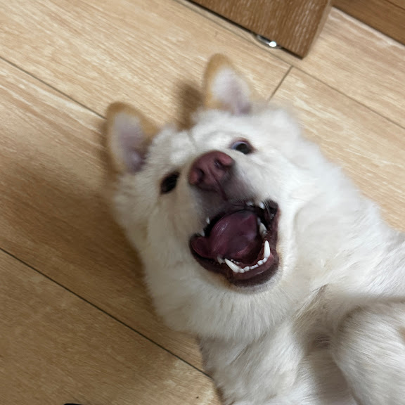 我家狗子